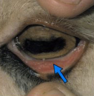 Goat Anemia Eye Chart